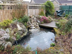 Pond after cleaning