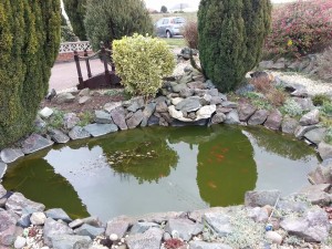 Pond before cleaning